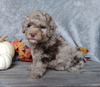 F1B Mini Labradoodle For Sale Millersburg, OH Male- Pumpkin