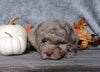 F1B Mini Labradoodle For Sale Millersburg, OH Male- Pumpkin