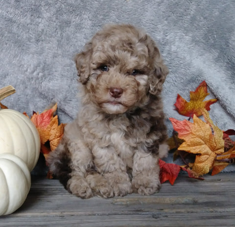 F1B Mini Labradoodle For Sale Millersburg, OH Male- Pumpkin