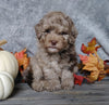 F1B Mini Labradoodle For Sale Millersburg, OH Male- Pumpkin