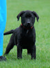Rottweiler/ Lab Mix Puppy For Sale Fredericksburg, OH Female- Macey