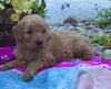 Mini Goldendoodle For Sale Fredericksburg, OH Male- Quinton