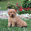 Mini Goldendoodle For Sale Fredericksburg, OH Male- Quinton