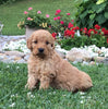 Mini Goldendoodle For Sale Fredericksburg, OH Male- Quinton