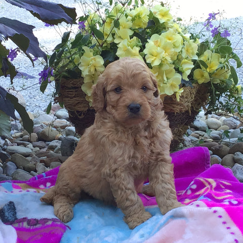 Mini Goldendoodle For Sale Fredericksburg, OH Male- Quinton
