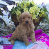 Mini Goldendoodle For Sale Fredericksburg, OH Male- Quinton