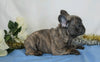 AKC Registered French Bulldog For Sale Wooster, OH Female- Raine