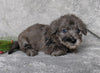 F1B Mini Labradoodle For Sale Millersburg, OH Male- Raisin