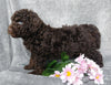 Medium F1B Labradoodle For Sale Millersburg, OH Male- Raisin
