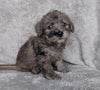 F1B Mini Labradoodle For Sale Millersburg, OH Male- Raisin