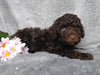 Medium F1B Labradoodle For Sale Millersburg, OH Male- Raisin