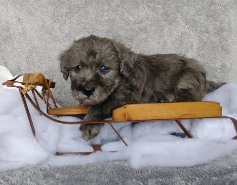F1B Mini Labradoodle For Sale Millersburg, OH Male- Raisin