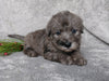 F1B Mini Labradoodle For Sale Millersburg, OH Male- Raisin