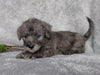 F1B Mini Labradoodle For Sale Millersburg, OH Male- Raisin