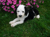 F1B Sheepadoodle For Sale Baltic, OH Male- Rambo