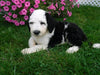 F1B Sheepadoodle For Sale Baltic, OH Male- Rambo