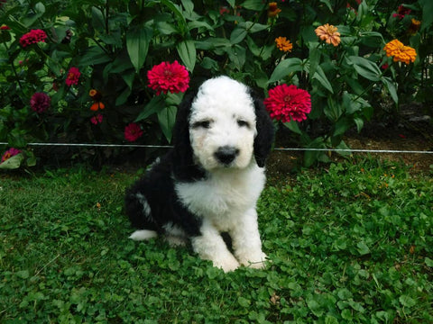 F1B Sheepadoodle For Sale Baltic, OH Male- Rambo