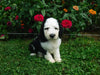 F1B Sheepadoodle For Sale Baltic, OH Male- Rambo