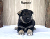Norwegian Elkhound Hybrid For Sale Adamsville, OH Male- Rambo