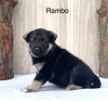 Norwegian Elkhound Hybrid For Sale Adamsville, OH Male- Rambo