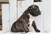 Beabull For Sale Holmesville, OH Male- Rambo