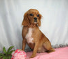 AKC Registered Cavalier King Charles Spaniel For Sale Wooster, OH Male- Lee
