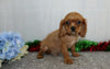 AKC Registered Cavalier King Charles Spaniel For Sale Wooster, OH Male- Reddy