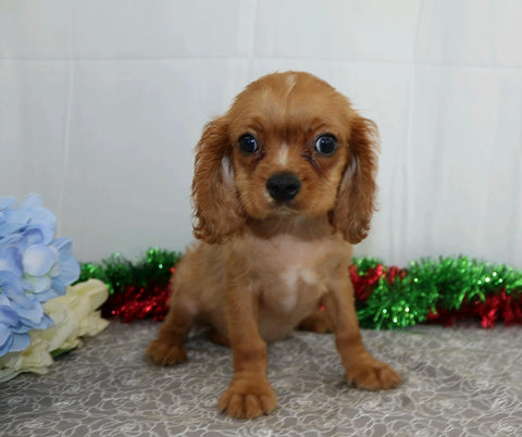 AKC Registered Cavalier King Charles Spaniel For Sale Wooster, OH Male- Reddy