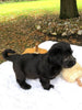 F1 Mini Labradoodle For Sale Dundee, OH Male- Remi