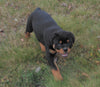AKC Registered Rottweiler For Sale Sugarcreek, OH Female- Remi