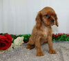 AKC Registered Cavalier King Charles Spaniel For Sale Wooster, OH Female- Rena