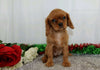 AKC Registered Cavalier King Charles Spaniel For Sale Wooster, OH Female- Rena