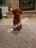 ICA Registered Mini Poodle for Sale Dundee OH Male-Leo