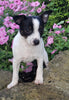 Toy Fox Terrier For Sale Sugarcreek OH Female-Bella