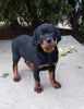 AKC Registered Rottweiler For Sale Sugarcreek OH Male-Tyson