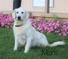 AKC Registered English Cream Golden Retriever For Sale Fredericksburg, OH Female- Molly