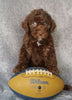 Mini Labradoodle For Sale Millersburg, OH Male- Ricky