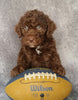 Mini Labradoodle For Sale Millersburg, OH Male- Ricky