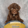Mini Labradoodle For Sale Millersburg, OH Male- Ricky