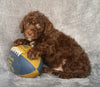 Mini Labradoodle For Sale Millersburg, OH Male- Ricky