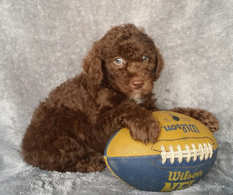 Mini Labradoodle For Sale Millersburg, OH Male- Ricky
