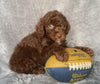 Mini Labradoodle For Sale Millersburg, OH Male- Ricky