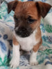 Jack-a-poo For Sale Haven, Kansas Male- Ricky