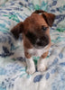 Jack-a-poo For Sale Haven, Kansas Male- Ricky