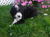 F1B Sheepadoodle For Sale Baltic, OH Male- Riley