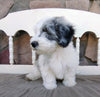 Mini Sheepadoodle For Sale Holmesville, OH Male- River