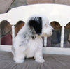 Mini Sheepadoodle For Sale Holmesville, OH Male- River