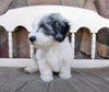 Mini Sheepadoodle For Sale Holmesville, OH Male- River
