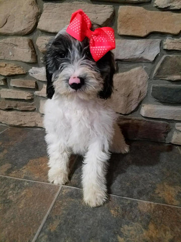 Mini F1B Goldendoodle For Sale Sugarcreek, OH Male- Snoopy