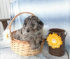 Aussiedoodle For Sale Holmesville, OH Male- Rocky